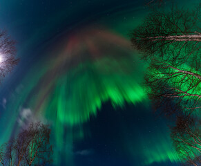 Obraz premium Aurora borealis painting the dark sky with vibrant green and red hues over a snowy landscape in Swedish Lappland, creating a magical and breathtaking natural spectacle