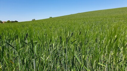 agriculture