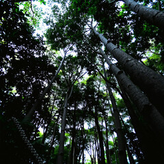 Fototapeta premium Towering Trees Enfold the Viewer in a Lush, Serene Bower