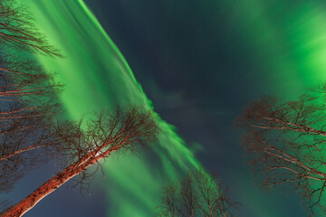 Vibrant green aurora borealis illuminating the night sky above a snowy forest in Lappland, Sweden, creating a breathtaking spectacle of nature's beauty in the winter landscape