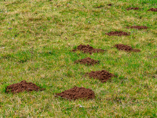 Viele Wühlmaus häufen auf einer Wiese im Frühjahr