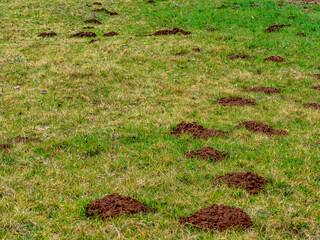 Viele Wühlmaus häufen auf einer Wiese im Frühjahr