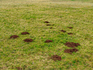 Viele Wühlmaus häufen auf einer Wiese im Frühjahr