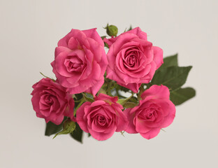 Close-up pink color Rose flower bud bouquet on gray beige. Natural background.