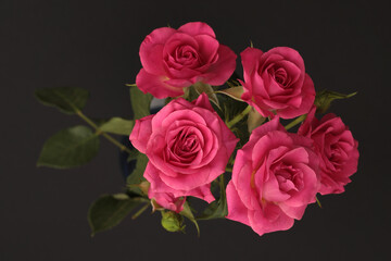 Fototapeta premium Close-up pink color Rose flower bud bouquet on dark black. Natural background.