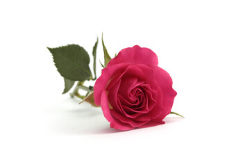 Close-up pink color Rose flower bud, leaf with light shadow on white. Natural background.