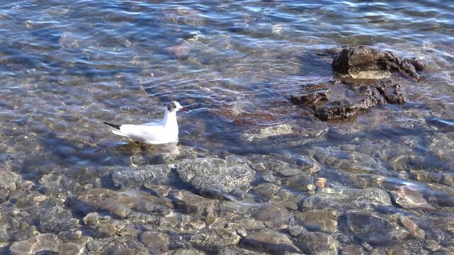 Une mouette blanche flotte sur l'eau en m&eacute;diterran&eacute;e et s'envole 
