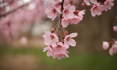 Obraz premium pink cherry blossom