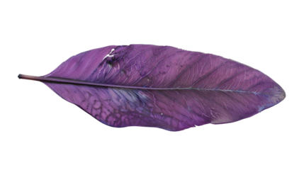 Purple feather with fine texture on a white background isolated