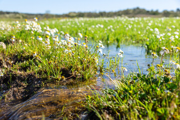 Paths of Life: The Flow of Rainwater Among the First Flowers.