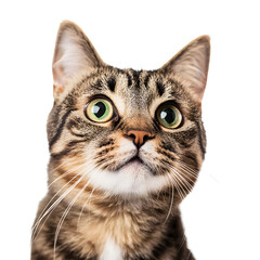 Fototapeta premium Tabby cat portrait with green eyes looking up against a white background in a studio setting.