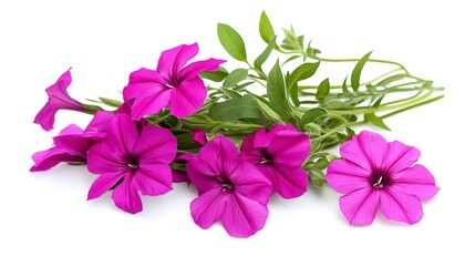 Fototapeta premium Beautiful vibrant pink petunias with green foliage on white background