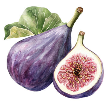 watercolor figs with green leaf clip art preview