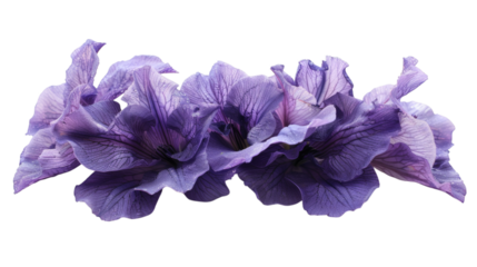 Purple flower with lush petals isolated on a white background