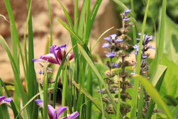 Grasbl&auml;ttrige Schwertlilie k&uuml;sst griechenden G&uuml;nsel