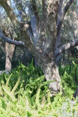 Tree Trunks and Foxtail Fern Underbrush in Sunlight