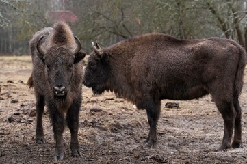young bison in a herd in the forest in early spring at a cordon with feeding animals as a concept of caring for endangered species on Earth Day