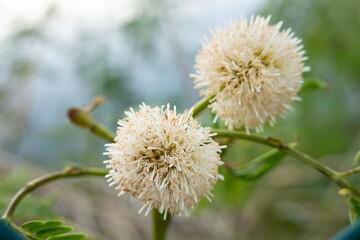 Flower of white leadtree (leucaena leucocephala) in Cuba with bokeh