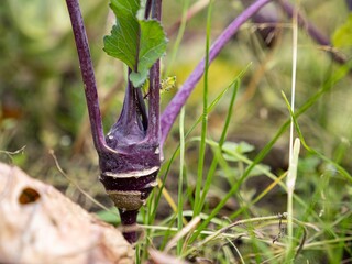 Wild cabbage plant (brassica oleracea) purple bulb in garden