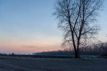 a winter foggy sunrise along the Ticino riverbank, Besate, Milano province