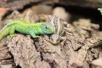 Zauneidechsen mit Fr&uuml;hlingsgef&uuml;hlen
