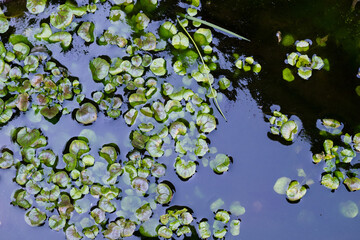 Water plants in puddle three.