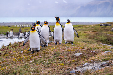 Obraz premium Photographing penguin colony in Fortuna Bay, South Georgia