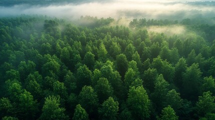 Breathtaking Treetop View of Lush Green Sea of Trees in Mist