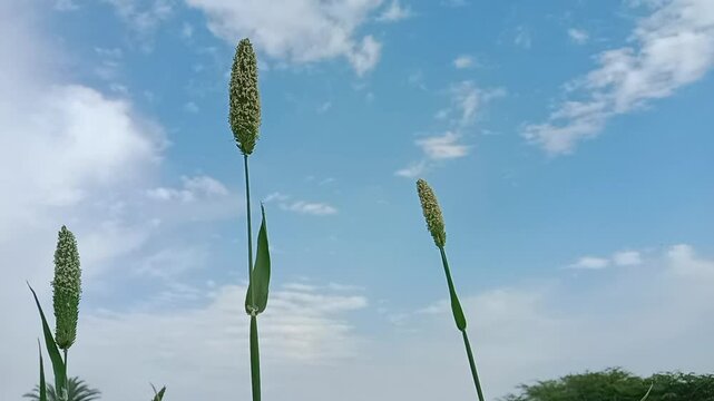 phalaris minor retz flower or little seed canary grass flower pattern 