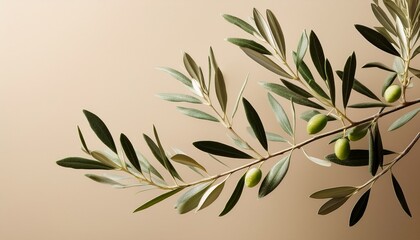 Obraz premium olive branch minimalistic picture leaves on branch in front of beige background