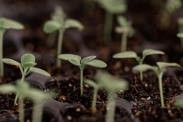 Green Flower Seedling Plant Sprouting in a Greenhouse Growing Tray Macro Shot