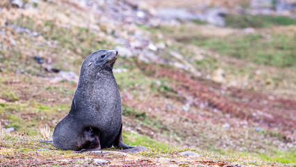Photographing fur seals of Fortuna bay, South Georgia