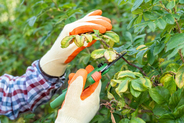 Gardener removing dry on bush of flowers roses with pruner in garden, autumn time