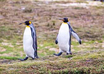 Photographing penguin colony in Fortuna Bay, South Georgia