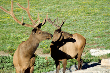 Elk closeup in field