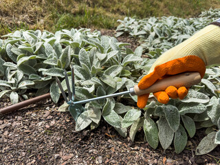 woman in gloves plants a bush with rake and scoop, floriculture and the flower planting concept