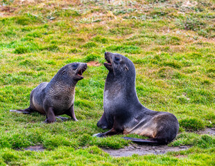 Photographing fur seals of Fortuna bay, South Georgia