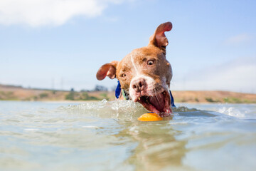 Tan and white American Pit Bull terrier dog running swimming and playing fetch with ball in the water at the beach on a sunny summer day