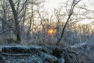 a winter foggy sunrise along the Ticino riverbank, Besate, Milano province