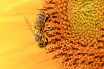 Biene beim Sammeln von Nektar und Pollen