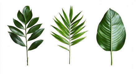 Tropical Leaf Trio Against White