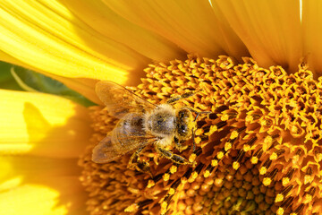 Biene beim Sammeln von Nektar und Pollen