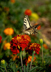 Papilio machaon, Old World swallowtail, butterfly sitting on red marigold flower close-up. Yellow...