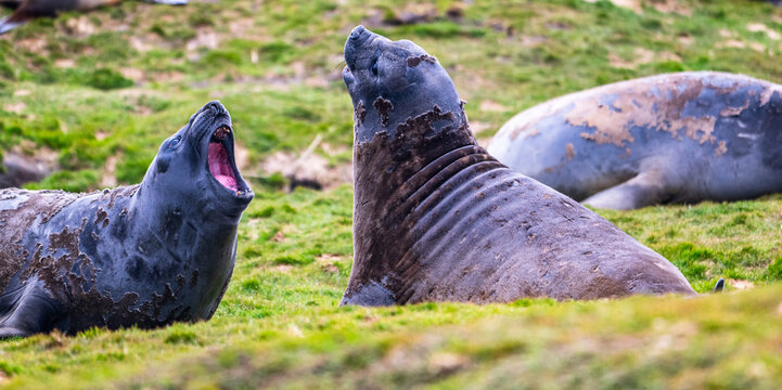 Photographing eliphant seals in Fortuna Bay, South Georgia 