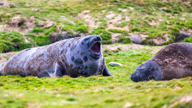 Photographing eliphant seals in Fortuna Bay, South Georgia 