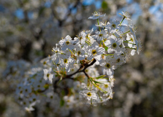 Bradford pear branch covered in flowers stands out in sunlight from a forest of Bradford pears