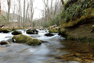 stream in the forest