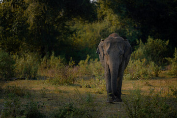 Obraz premium Srilankan elephant in the wild