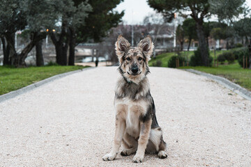 Cachorro de perro lobo en el parque
