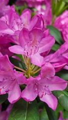 close up of pink flower